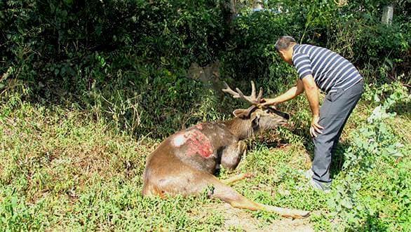 Death on Diwali  pregnant leopard mowed down in Mumbai