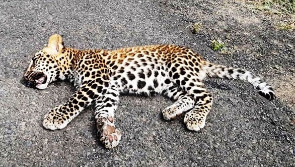 Death on Diwali  pregnant leopard mowed down in Mumbai