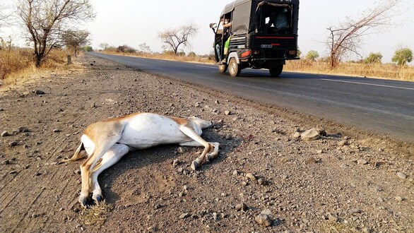 Death on Diwali  pregnant leopard mowed down in Mumbai