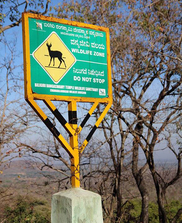 Death on Diwali  pregnant leopard mowed down in Mumbai