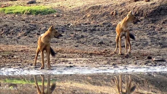 Indian motorsport veteran plants 36,000 trees and creates a private wildlife sanctuary