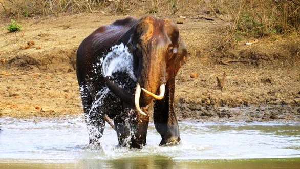 Indian motorsport veteran plants 36,000 trees and creates a private wildlife sanctuary