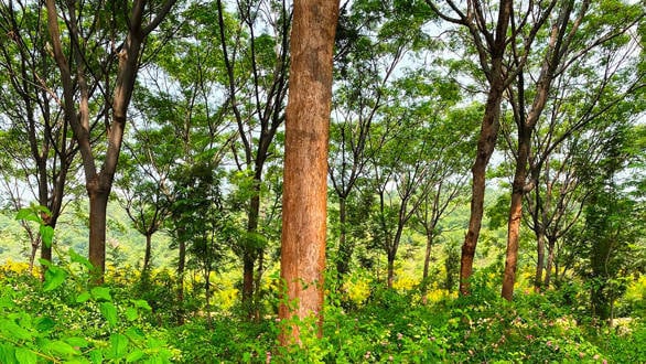 Indian motorsport veteran plants 36,000 trees and creates a private wildlife sanctuary