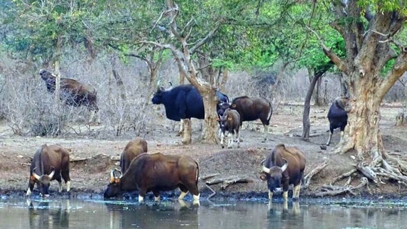 Indian motorsport veteran plants 36,000 trees and creates a private wildlife sanctuary