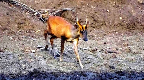 Indian motorsport veteran plants 36,000 trees and creates a private wildlife sanctuary