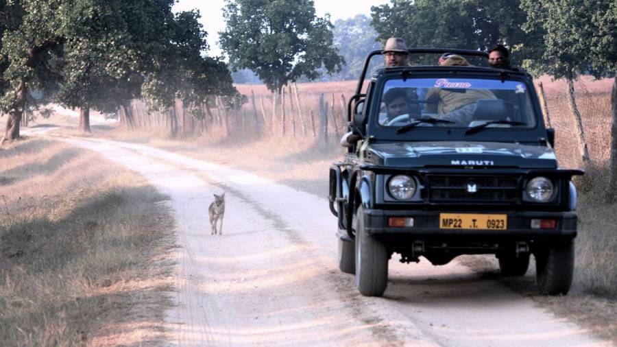 Wildlife Safaris  do the drivers need better training?