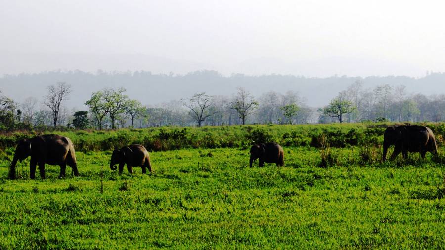 Wildlife Safaris  do the drivers need better training?