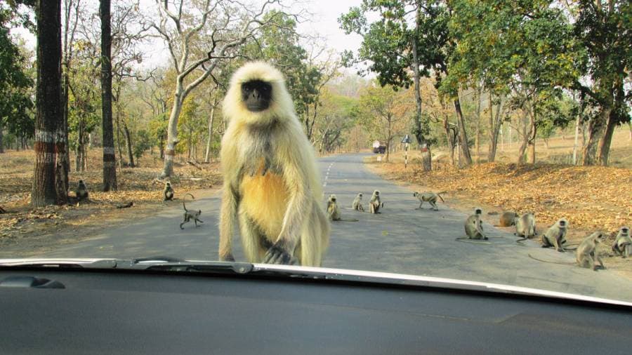 Indian Highways  and more common and strange sights