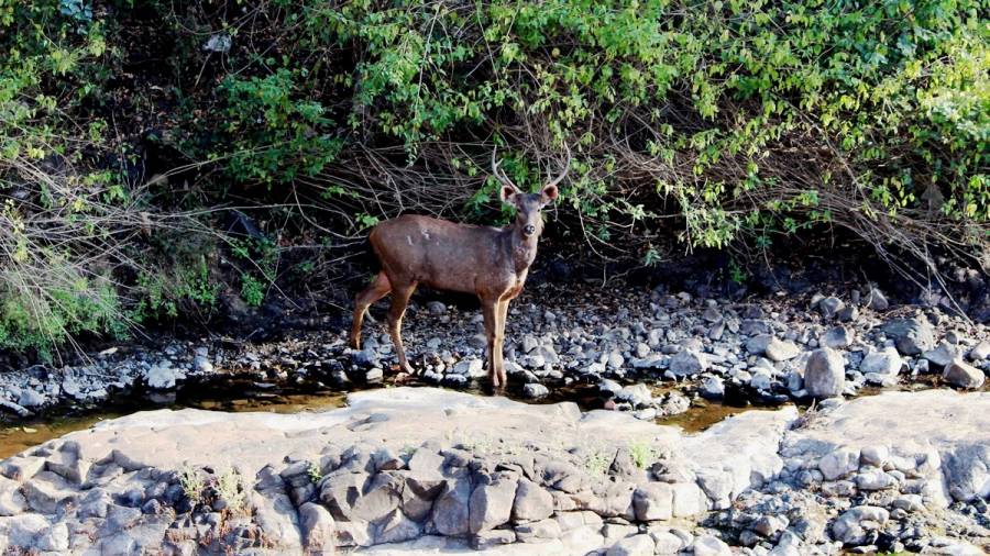 136 year old Belkund Bridge  Still in good shape
