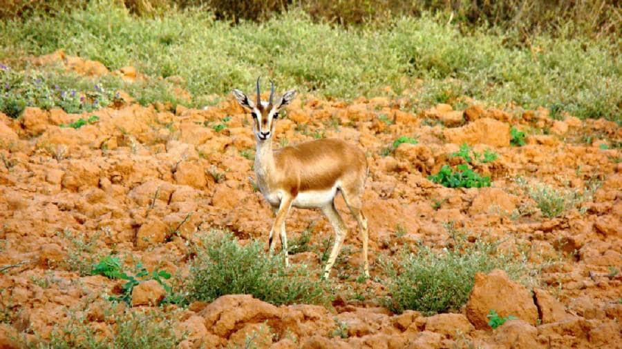 African Cheetahs Arrive - In Land Meant for Gir Lions