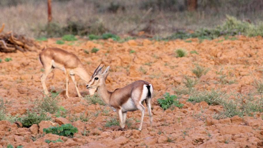 African Cheetahs Arrive - In Land Meant for Gir Lions
