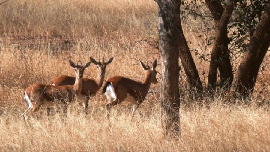 African Cheetahs Arrive - In Land Meant for Gir Lions