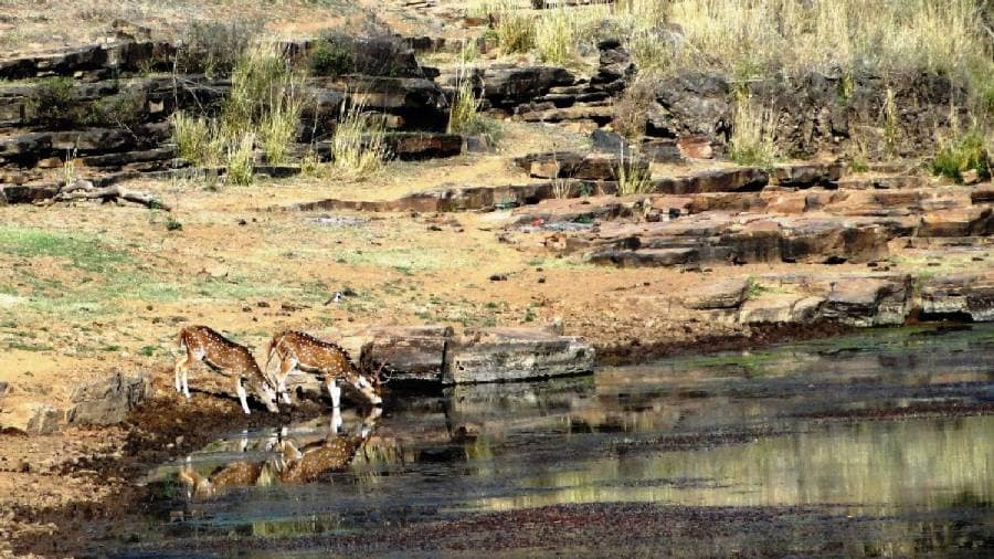 African Cheetahs Arrive - In Land Meant for Gir Lions