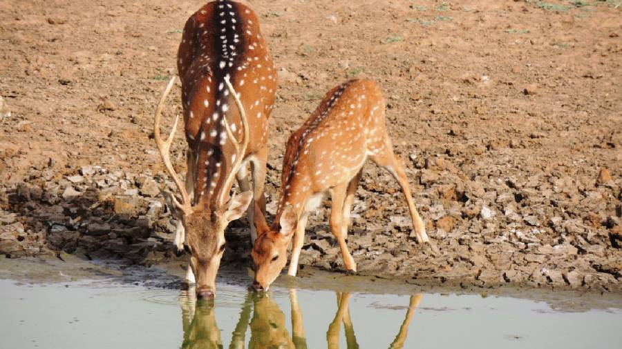 African Cheetahs Arrive - In Land Meant for Gir Lions