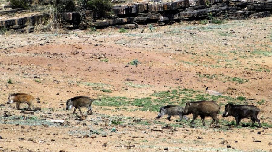 African Cheetahs Arrive - In Land Meant for Gir Lions