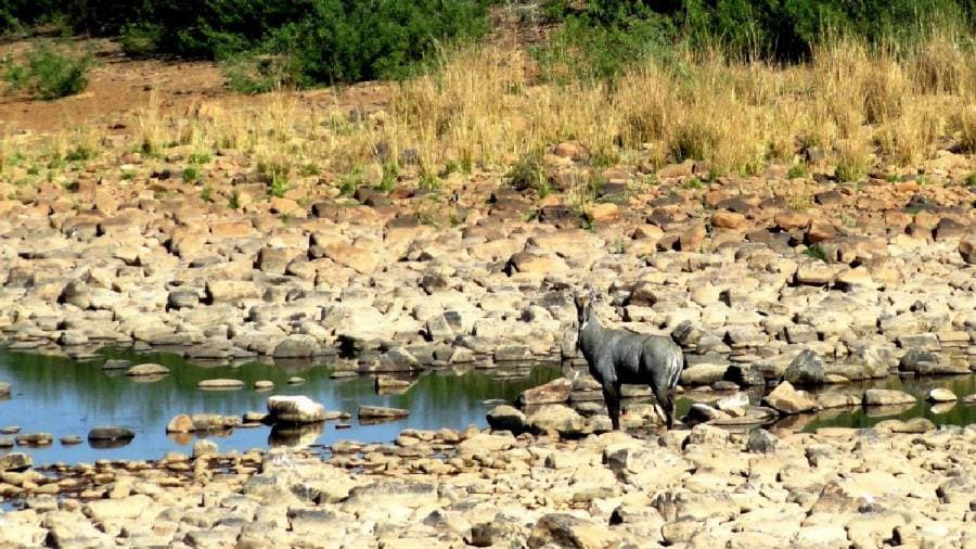 African Cheetahs Arrive - In Land Meant for Gir Lions
