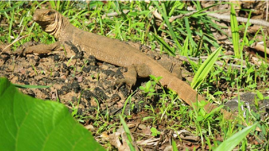 African Cheetahs Arrive - In Land Meant for Gir Lions