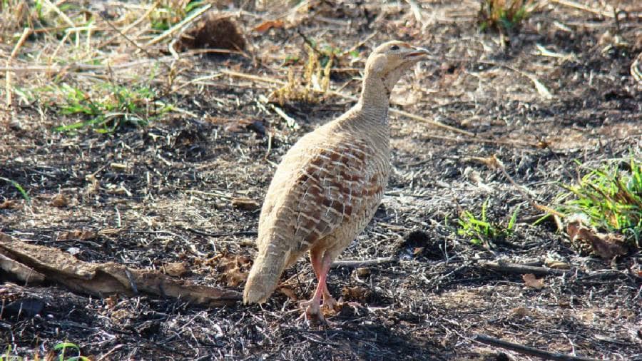 African Cheetahs Arrive - In Land Meant for Gir Lions