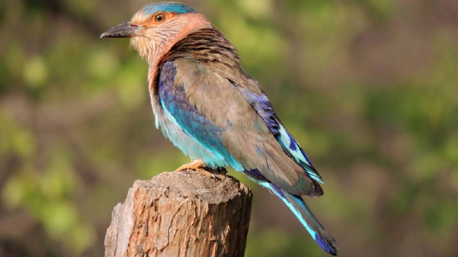 African Cheetahs Arrive - In Land Meant for Gir Lions