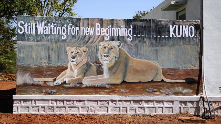 African Cheetahs Arrive - In Land Meant for Gir Lions