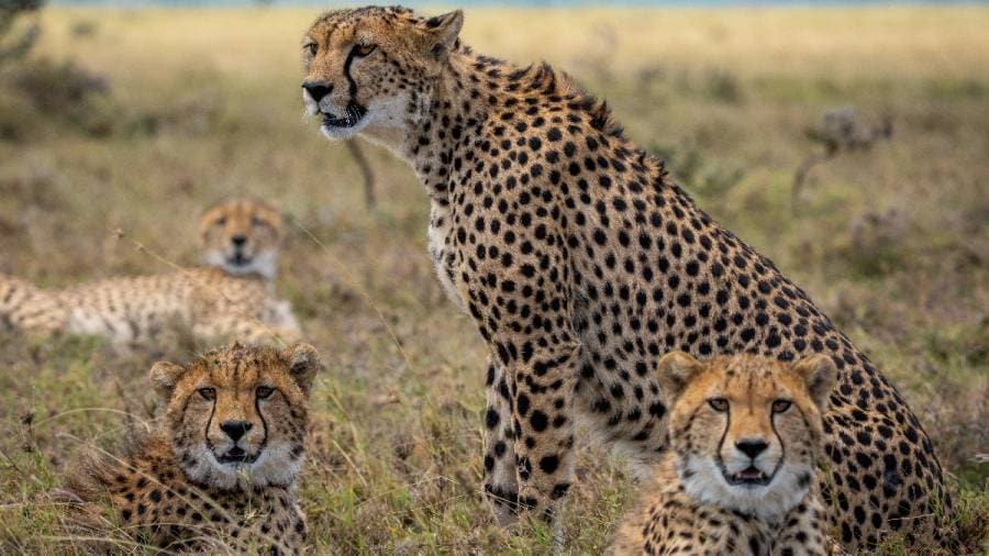 African Cheetahs Arrive - In Land Meant for Gir Lions