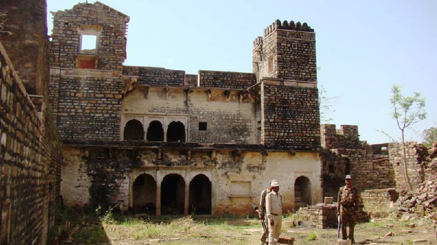 African Cheetahs Arrive - In Land Meant for Gir Lions
