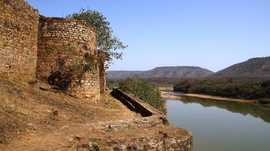 African Cheetahs Arrive - In Land Meant for Gir Lions
