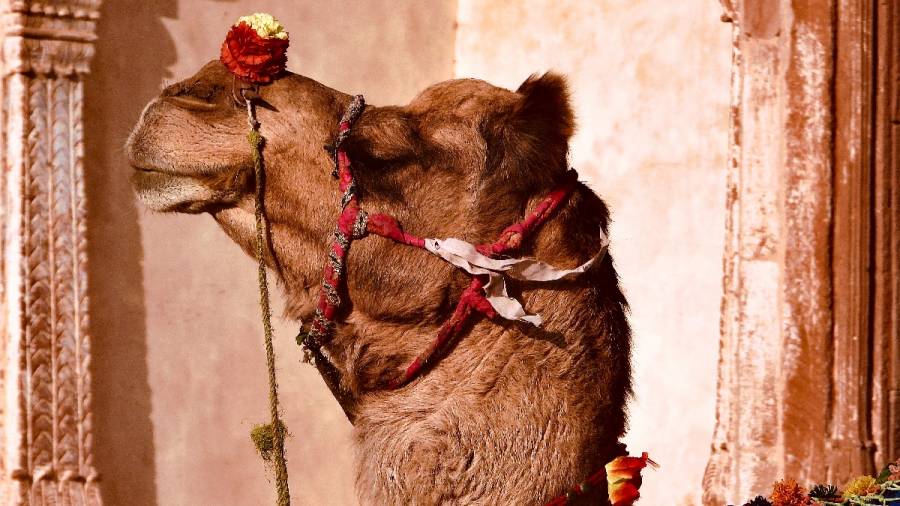 Incredible India-Where Camel Carts Run on Aircraft Wheels and Tyres