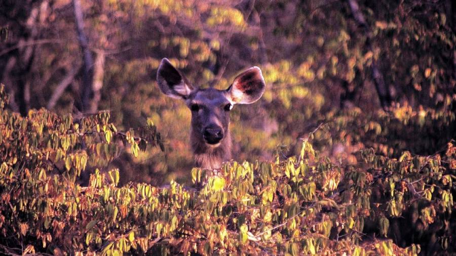 This Earth Day lets again make - Game Drives a Pilgrimage for Patrons of Wildlife