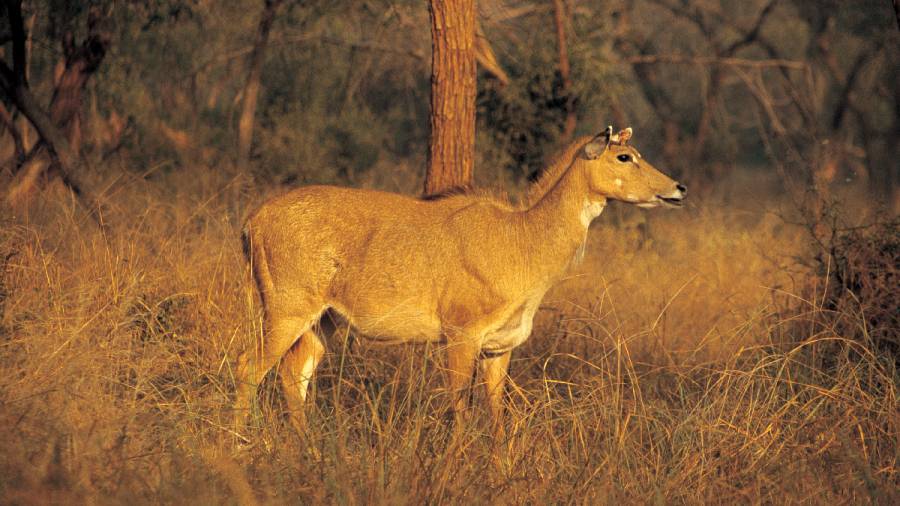 This Earth Day lets again make - Game Drives a Pilgrimage for Patrons of Wildlife