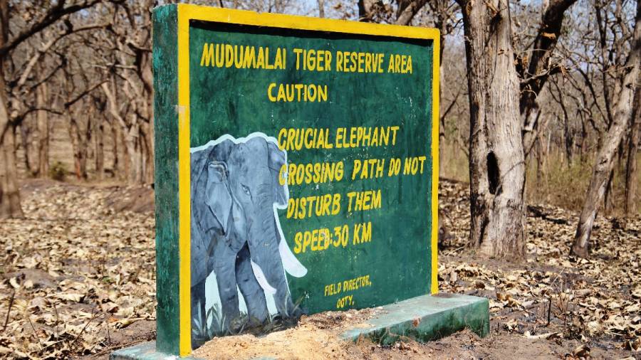 This Earth Day lets again make - Game Drives a Pilgrimage for Patrons of Wildlife