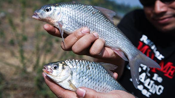 Alan was quite the expert in fishing, having caught six of them during the trip