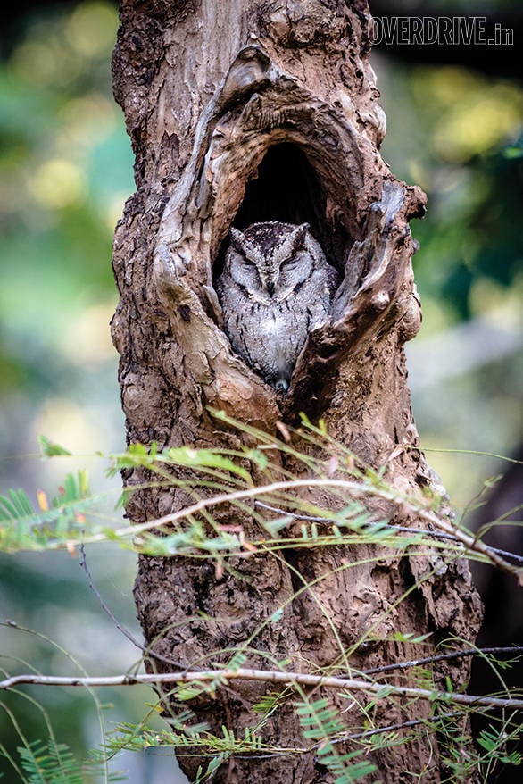 Land Rover Tiger Trail (3)
