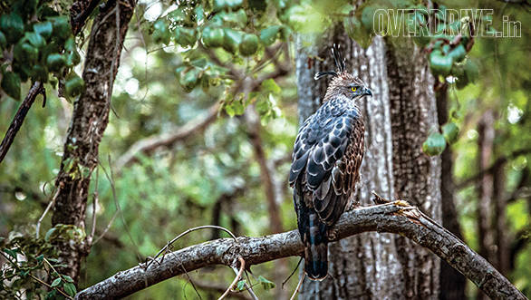 Land Rover Tiger Trail (7)