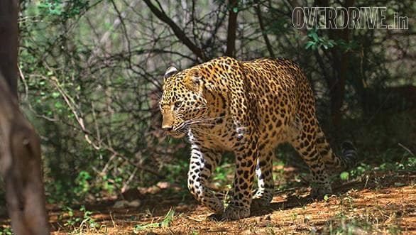 panthera pardus leopard