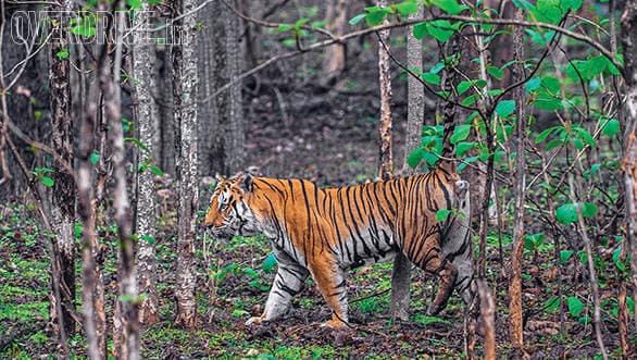 Land Rover Tiger Trail