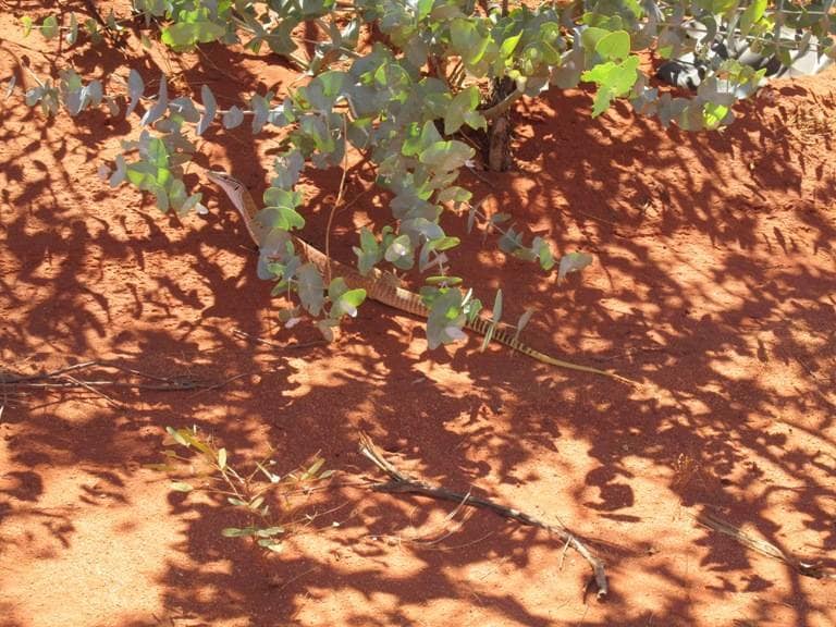 I saw a snake- and also this lizard.