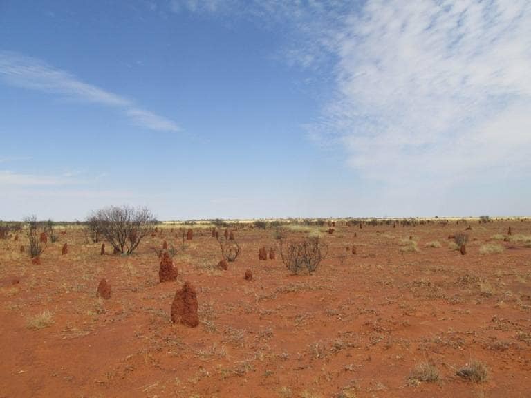 The bush also has the world's biggest colony of termites