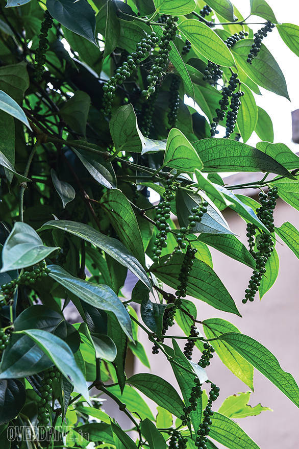 GoThere With Datsun Go+: Drive through the spice plantations of Kerala Datsun GO+ Pepper Drive Kerala (3)