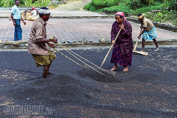 GoThere With Datsun Go+: Drive through the spice plantations of Kerala Datsun GO+ Pepper Drive Kerala (4)