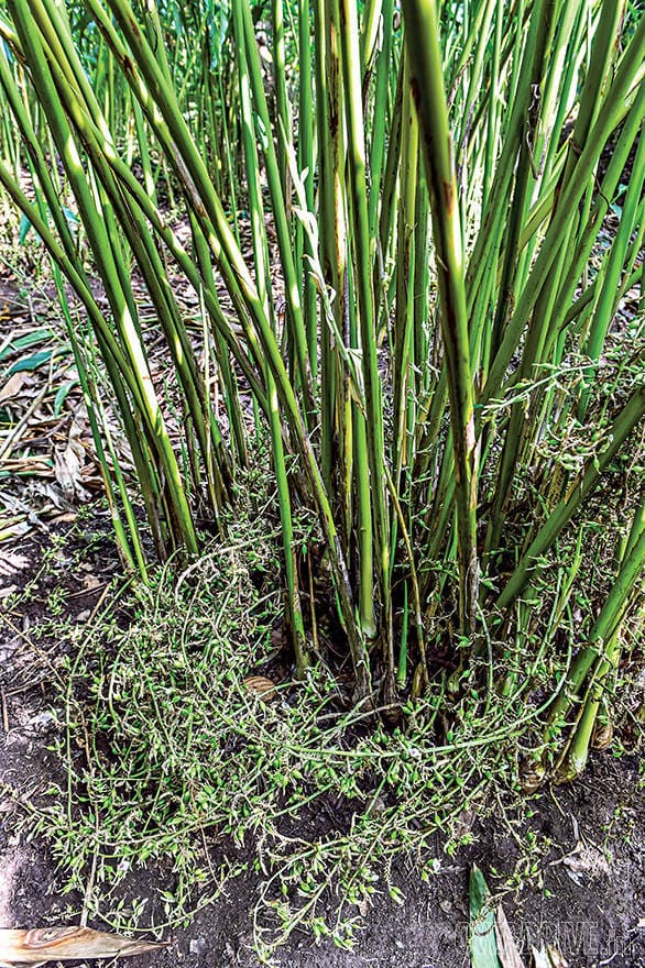 GoThere With Datsun Go+: Drive through the spice plantations of Kerala Datsun GO+ Pepper Drive Kerala (9)