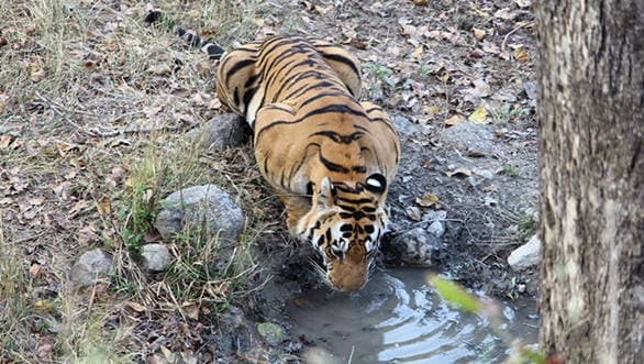 And also saw it drinking water