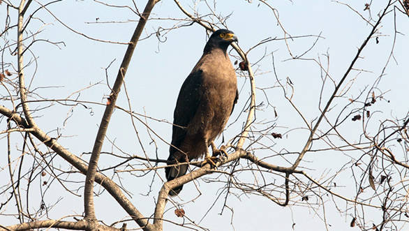 Crested serpent eagle, Kanha