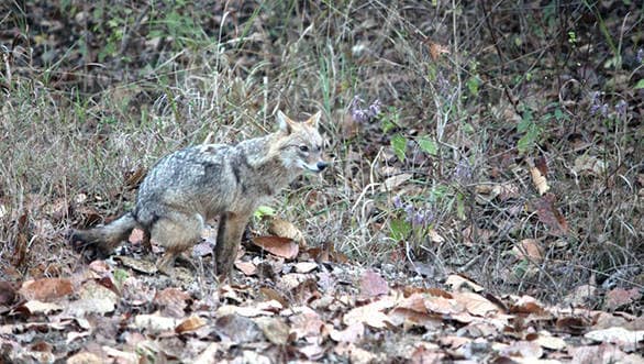 Jackal defecates in Kanha