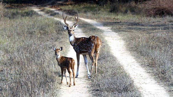 Kanha has a very good population of cheetal or spotted deer