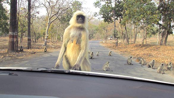 Langur monkey's blocking our path