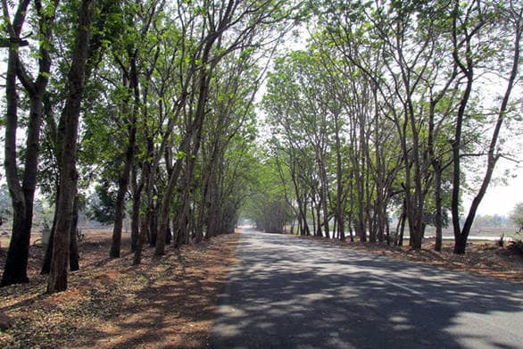 We drove on many tree lined highways