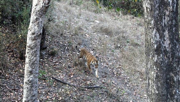 We sigted a tiger in Kanha