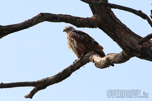 A brahminy kite