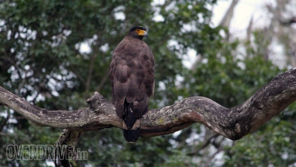 A massive serpent eagle